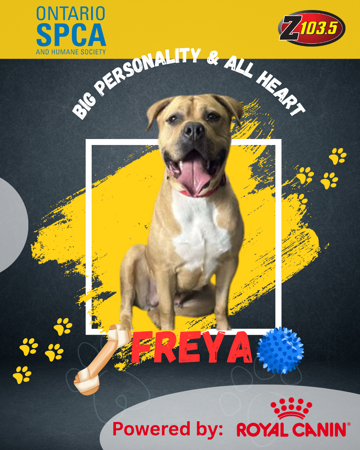 PET OF THE WEEK - FREYA